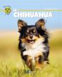 Chihuahua - Preview