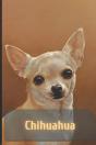 Chihuahua - Preview