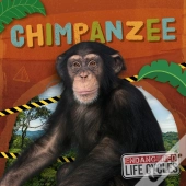 Chimpanzee