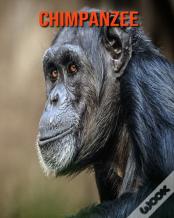 Chimpanzee