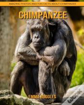 Chimpanzee
