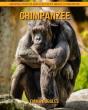 Chimpanzee - Preview