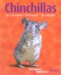 Chinchillas - Preview