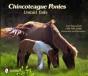 Chincoteague Ponies - Preview