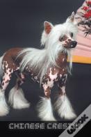 Chinese Crested