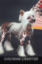 Chinese Crested - Preview