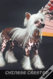 Capa do artigo Chinese Crested