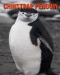 Chinstrap Penguin - Preview