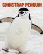 Chinstrap Penguin - Preview