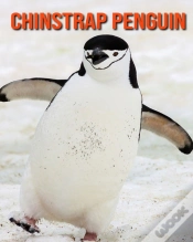 Capa do artigo Chinstrap Penguin