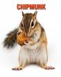 Chipmunk - Preview