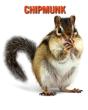 Chipmunk - Preview