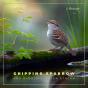 Chipping Sparrow And Babbling Water Stream - Preview