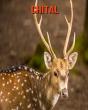 Chital - Preview