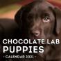 Chocolate Lab Puppies Calendar 2021 - Preview