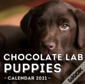 Chocolate Lab Puppies Calendar 2021