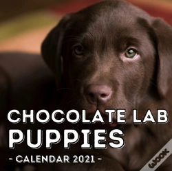 Capa do artigo Chocolate Lab Puppies Calendar 2021