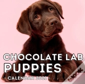 Chocolate Lab Puppies Calendar 2021