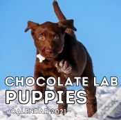 Capa do artigo Chocolate Lab Puppies Calendar 2021