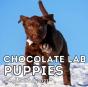 Chocolate Lab Puppies Calendar 2021 - Preview