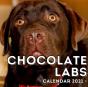 Chocolate Labs Calendar 2021 - Preview