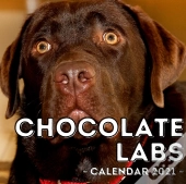 Chocolate Labs Calendar 2021