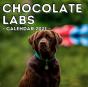 Chocolate Labs Calendar 2021 - Preview