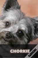 Chorkie