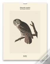 Chouette Cendrée