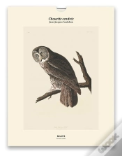 Capa do artigo Chouette Cendrée