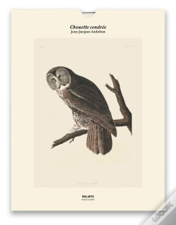 Capa do artigo Chouette Cendrée