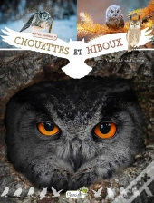 Chouettes Et Hiboux