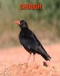 Chough - Preview
