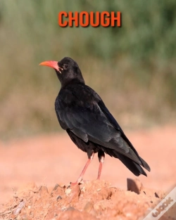 Capa do artigo Chough