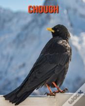 Chough