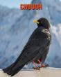 Chough - Preview