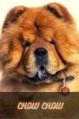 Chow Chow - Preview