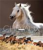 Christiane Slawik, A La Rencontre Des Chevaux - Preview