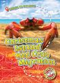 Christmas Island Red Crab Migration - Preview
