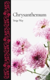 Chrysanthemum
