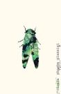 Cicada - Preview