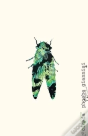 Capa do artigo Cicada