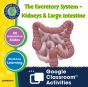 Circulatory, Digestive & Reproductive Systems - Preview