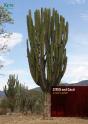 Cites And Cacti - Preview