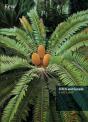 Cites And Cycads - Preview