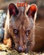 Civet - Preview