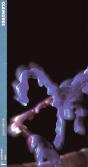 Clamores - Preview
