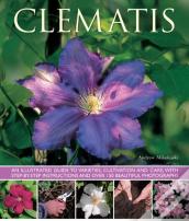 Clematis