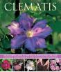 Clematis - Preview