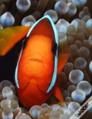 Clown Fish